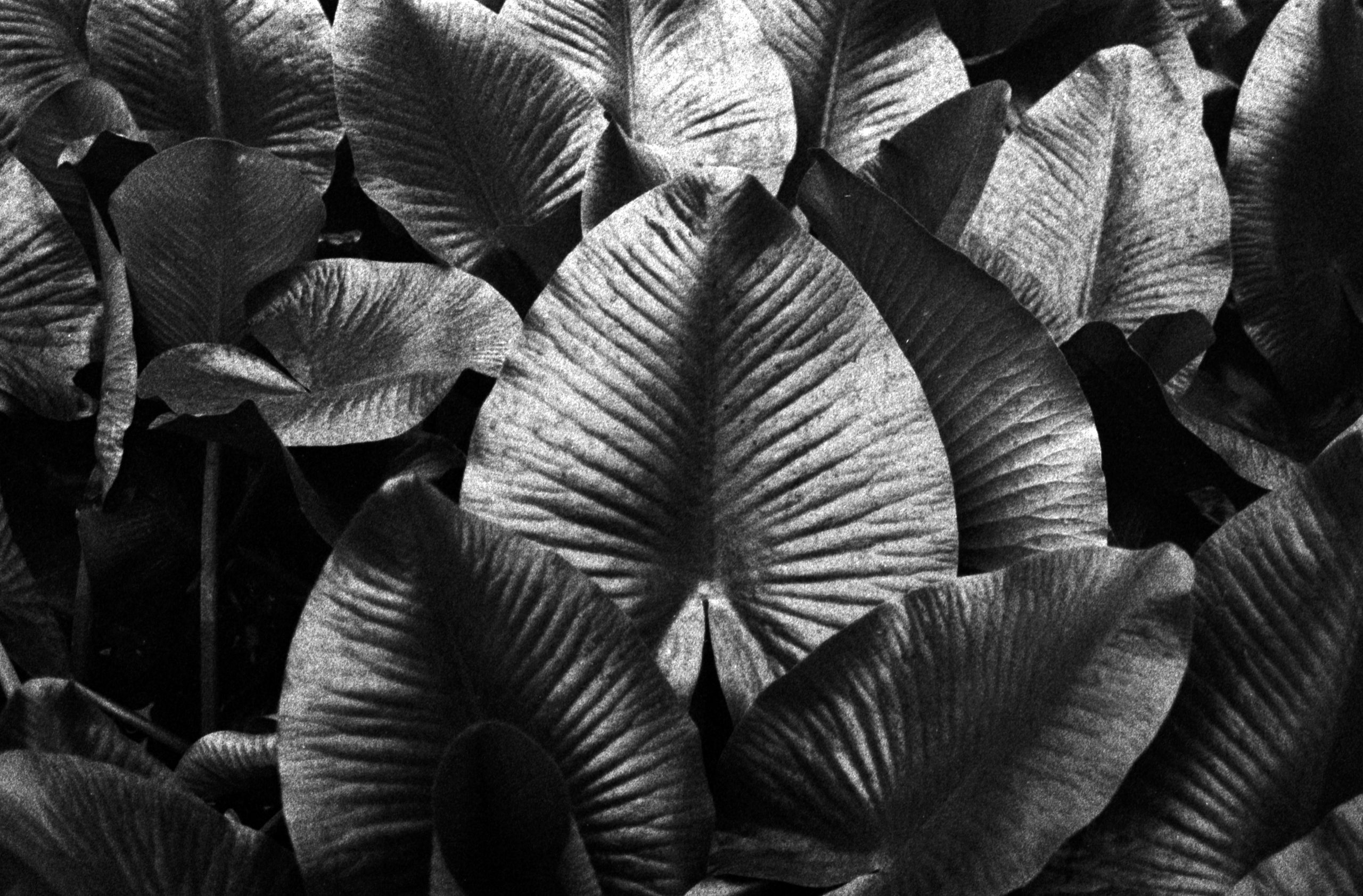 image003